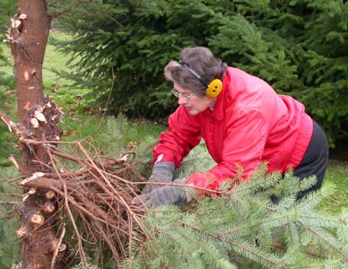 Carefully removing the nest