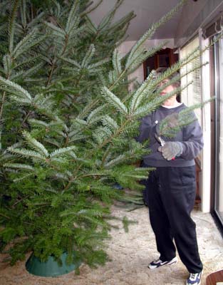 Sharon pruning the tree