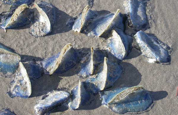 Picture of "Soft-shelled clams"