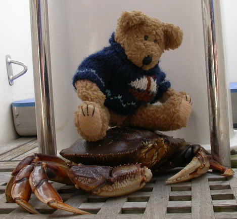 Scuppers riding a wild Dungeness crab