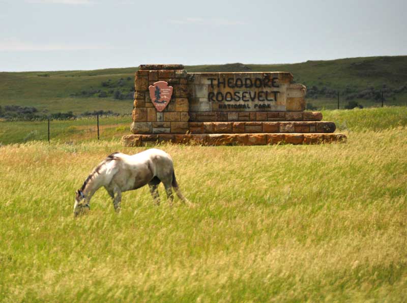 There’s plenty for horses to eat this summer
