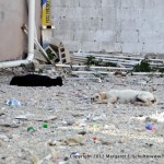 Sleeping dogs lie. In Tulum.