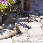 The iguanas that live under the electrical panel