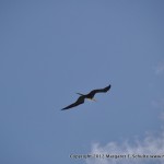 Shearwater flying over Tulum ruins.