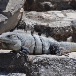 A big, iguana at Tulum.