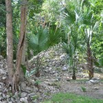 Unexcavated ruins at Muyil (Chunyaxchen)