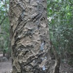 Intriguing tree bark in the jungle.