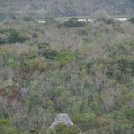 View from the top, Coba.