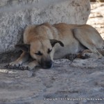 Sleeping dog at the base of a priceless stela, Ek'Balam.