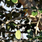 Turquoise-browed motmot, Ek'Balam.