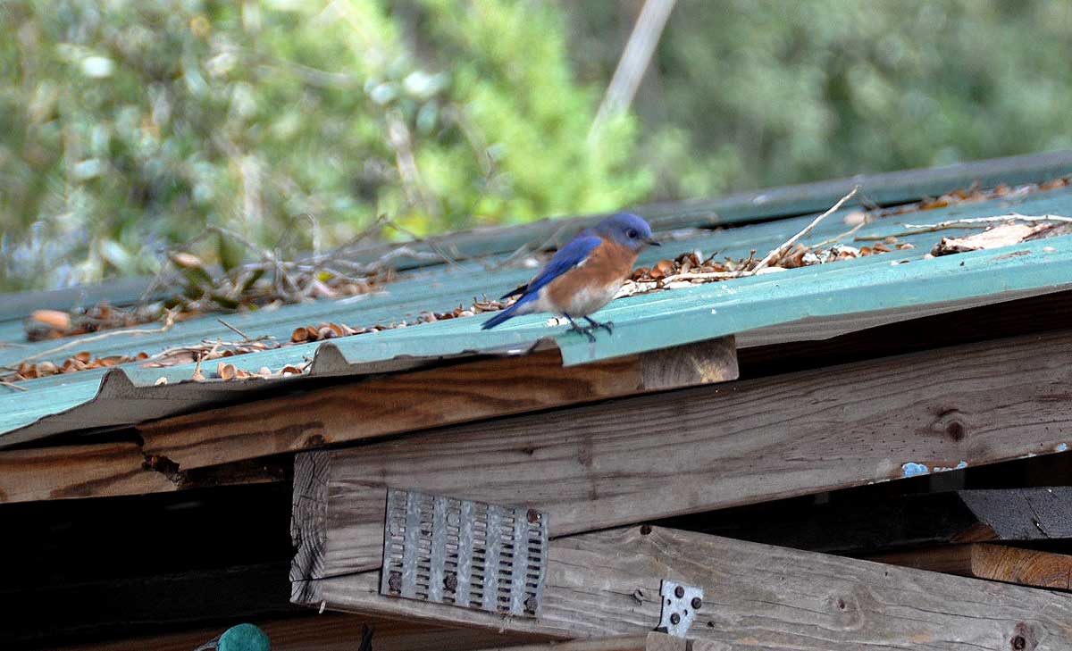 Bluebird on a tin roof