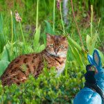 Large cat: Camano Island, WA. Small bunny: South of the Border, SC.