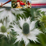 Large photo: Hiram Chittenden Locks, Seattle. Small photos: San Francisco Bay; Kirkland, WA; Beaufort NC; Flutterby (oar leather)