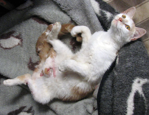 cats and kittens. Tiny cat with tinier kittens