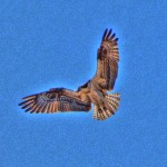 Eyes of an Osprey