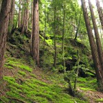 Redwood Forest