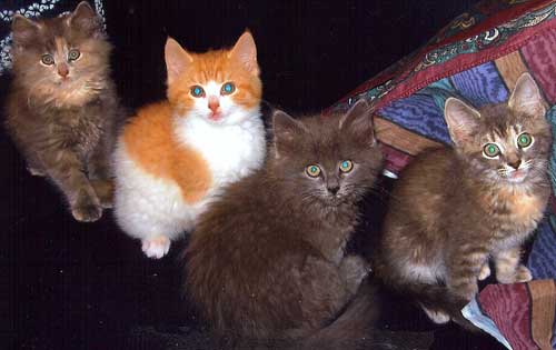 Four boatyard kittens