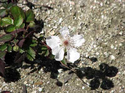 Closeup of Flutterby flower