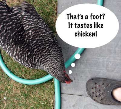 Ow! (Chicken pecking the photographer's foot)