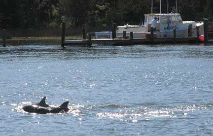 Dolphins near Bock Marine