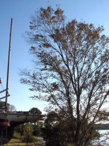 Over 18 years, the tree grew taller than her mizzen mast