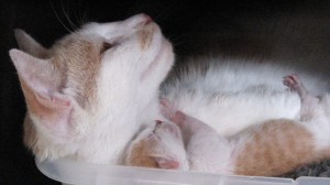 Since the kittens look exactly like Mom, we suspect it was a virgin birth