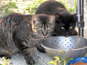 Flutterby's feral cats