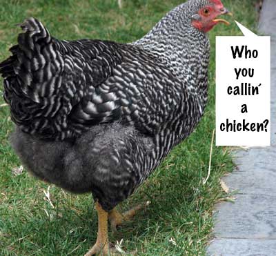 Clam emphatically proclaims, "I am not a chicken!"