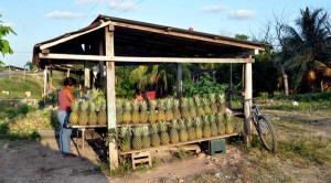 Rows of pineapples for sale